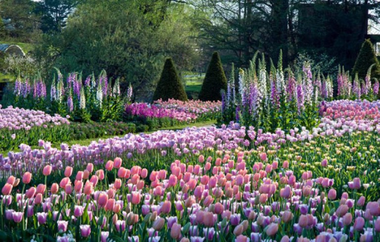 Yard full of pink & purple tulips